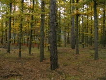 Red de Caminantes en Bilbao